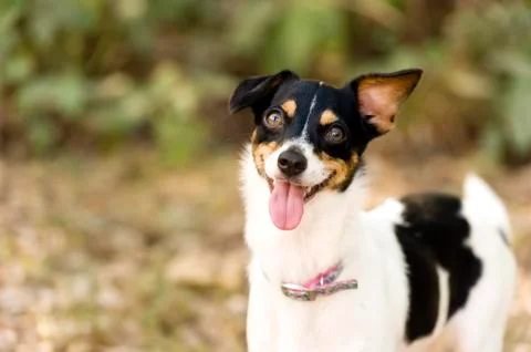 Funny Dog Stock Photos