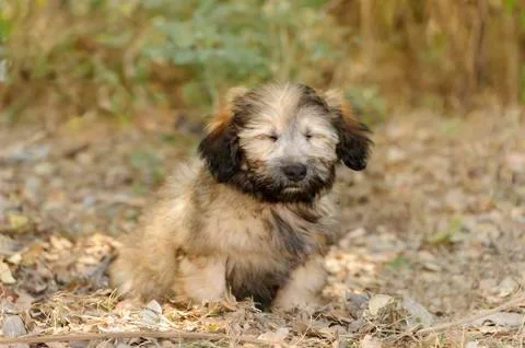 Funny Dog Stock Photos