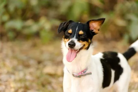Funny Dog Stock Photos