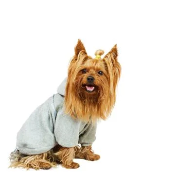 Funny dog Stock Photos