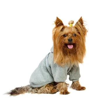 Funny dog Stock Photos