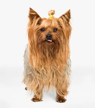 Funny dog Stock Photos