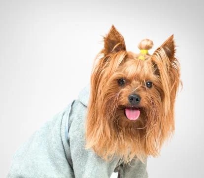 Funny dog Stock Photos