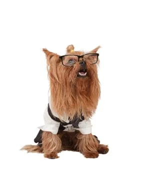Funny dog Stock Photos