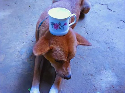 Funny Dog Stock Photos