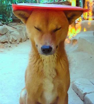 Funny Dog Stock Photos