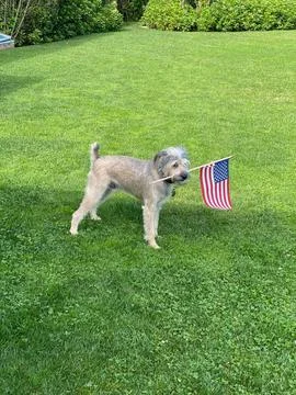 Funny Dog Foto stock