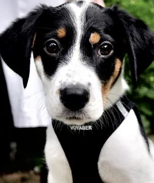 Funny Dog Foto stock