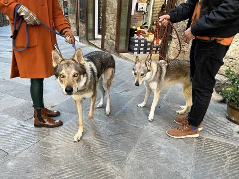 Funny Dog Foto stock