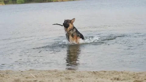 Funny dog playing, slow motion Stock Footage 89159964