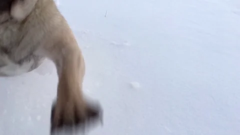 Funny dog playing in winter park 動画素材 70642189