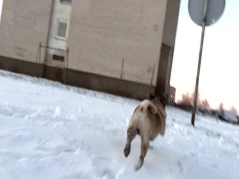 Funny dog playing in winter park Stock Footage 70642964