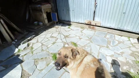 Funny dog plays asking to scratch the belly Stock Footage 108744018