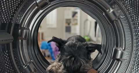 Funny dog plays goes inside the washing machine drum with clothes in the laundry Stock Footage 200852939