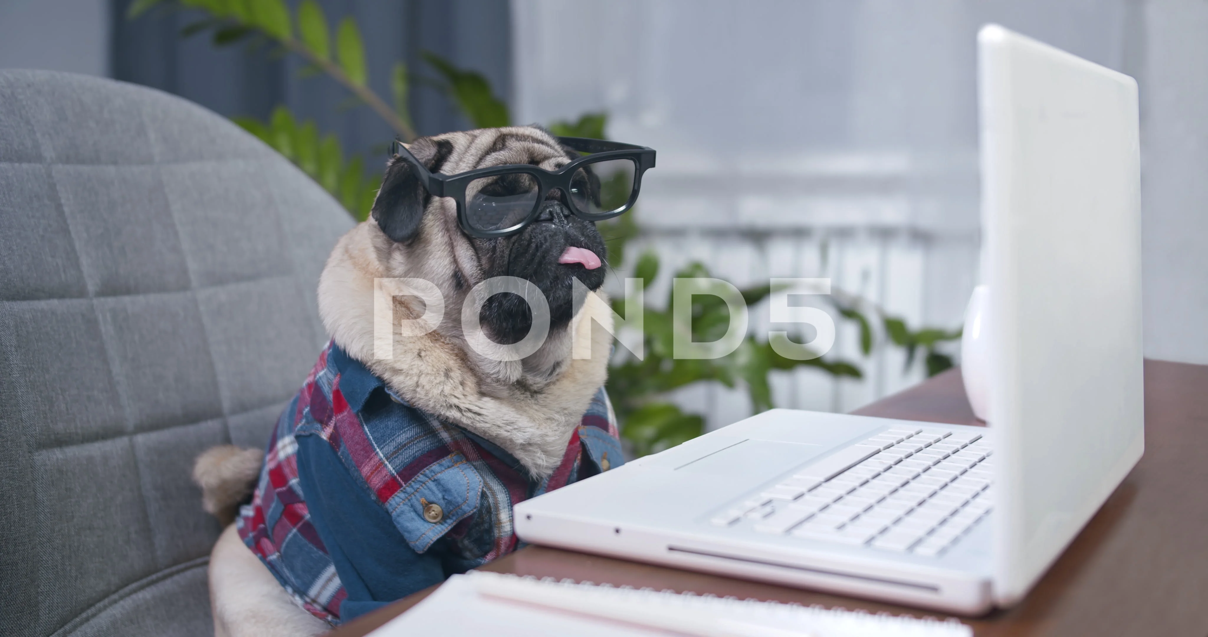 Funny dog pug freelance Stock Video Pond5