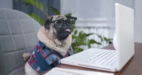 Working fashion pug