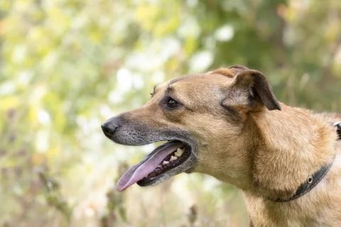 A funny dog pulls a leash.A young dog walks on a leash for the first time.The Stock Photos