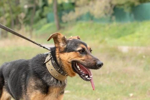 A funny dog pulls a leash.A young dog walks on a leash for the first time.T.. Stock Photos