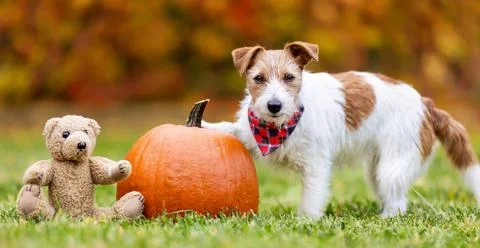 Funny dog with a pumpkin and a toy in autumn, halloween, happy thanksgiving.. Stock Photos