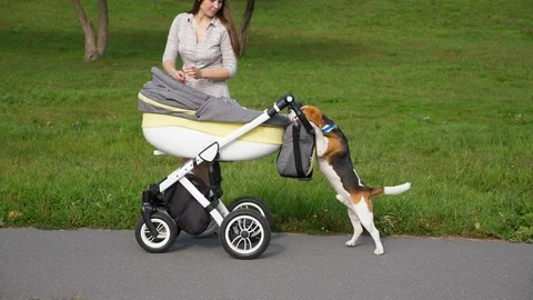 Pug shop pushing stroller