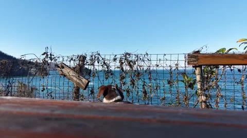 Funny Dog Reaction as Camera Moves Beside Blue Sea Video stock 343112046