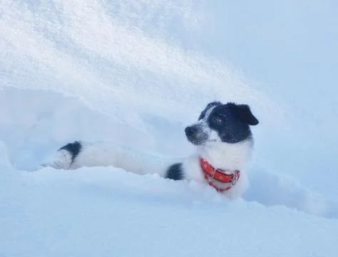 Funny dog with a red collar is trying to walk in deep fresh snow in winter. Stock Photos
