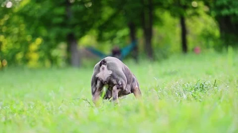 Funny dog running on green grass background Stock Footage 278535593