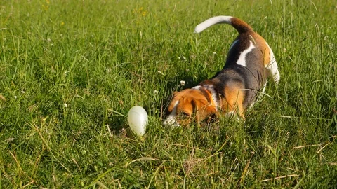 Funny dog scared by tiny balloon, afraid it will burst occasionally, sniff it Video stock 110281021