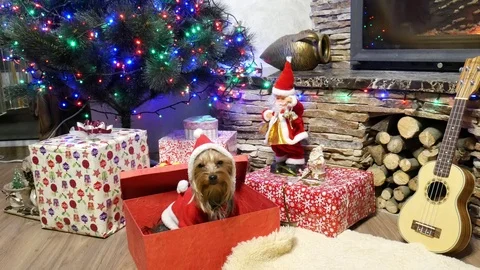 Funny dog sleep in gift box Stock Footage 99490487