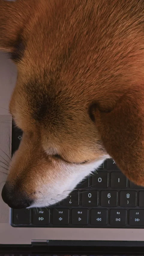 Funny Dog Sleeping on Laptop Keyboard After Hard Work Видео 340577173