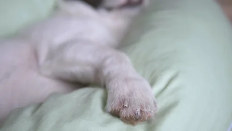 Funny Dog Sleeping On Pillow Stockbeeldmateriaal 109607632