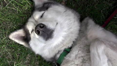 Funny Dog Sleeps on the Back 4K TZ Stock Footage 280417902