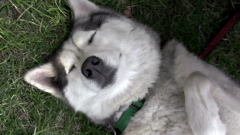 Funny Dog Sleeps on the Back 4K 2TZ Stock Footage 281735265