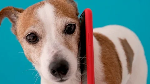 Funny dog with smartphone Stock Footage 126477857