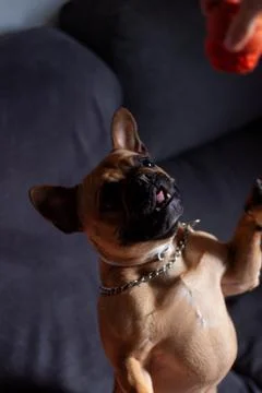 Funny dog standing on the sofa Stock Photos