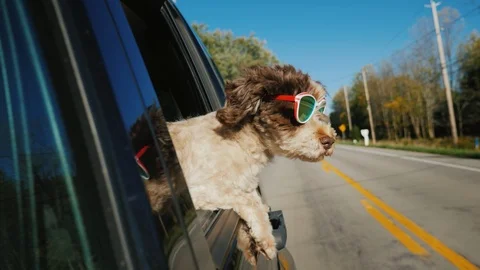 Funny dog in sunglasses looks out of the window of a car that rides in a typical Stock Footage