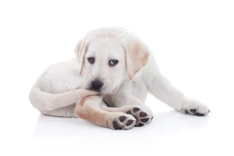 Funny Dog Tail Stock Photos