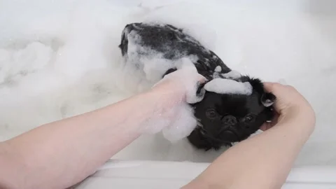 Funny  dog  taking a bubble bath Stock Footage 237681252