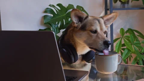 Funny Dog Taking Coffee Break After Remote Work Session Stock Footage 340577693