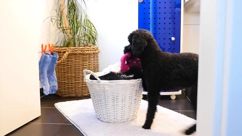 Funny dog throws laundry in the laundry basket Stock Footage 86987397