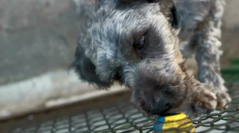 Funny Dog Trying To Get Out Of The Fence Toy Stock Footage 38500243