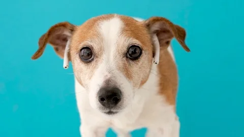 Funny dog with tubes in ears 스톡 동영상 126620452