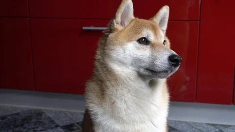 Funny dog turning head from side to side, close-up, Shiba Inu Stock Footage 101353831