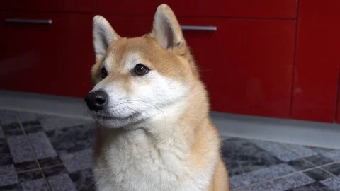 Funny dog turning head from side to side, close-up, Shiba Inu Stock Footage 101353834