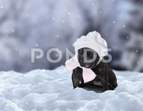 Funny dog wearing a hat and scarf sitting on the snow under the falling snowf Stock Photos