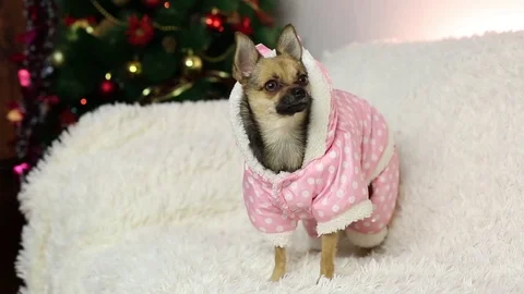 Funny dog on a white sofa. Stock-Footage 82120082