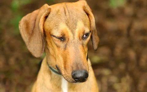 Funny Dog Winking Stock Photos