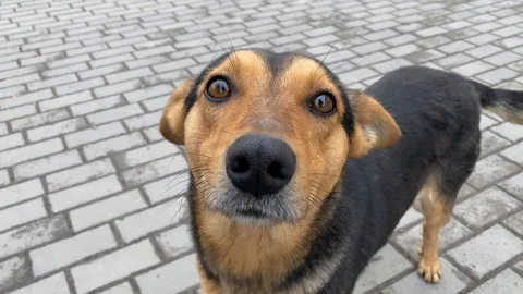 Funny dog ​​in the yard Stock Footage 125915261