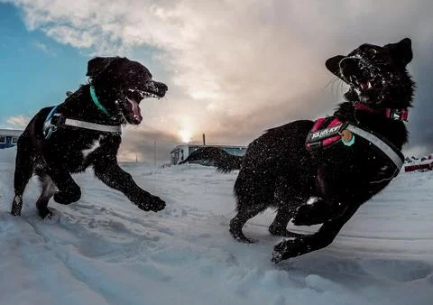 Funny Dogs Chasing, Dramatic, Dogs running Stock Photos