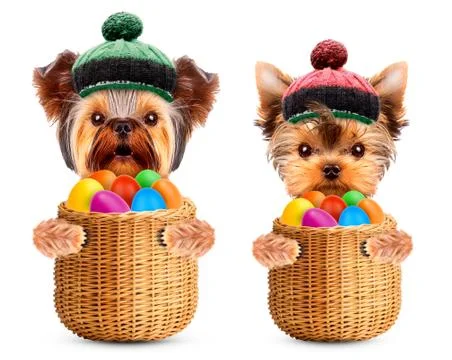 Funny dogs in easter basket with eggs. Stock Photos